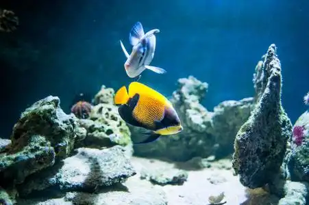 在珊瑚的背景下,海洋中游动着雄伟的天使鱼照片