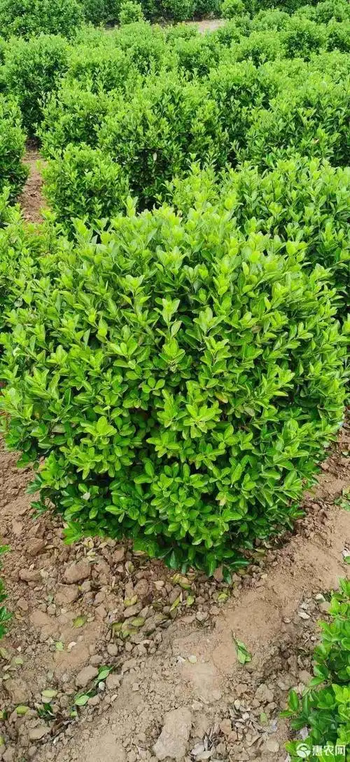 [大叶黄杨批发] 大叶黄杨球价格50元/棵 - 惠农网