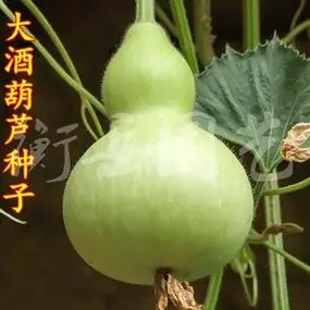 天然特大巨型超大葫芦种子大中小八宝酒葫芦籽庭院走廊观赏葫芦籽