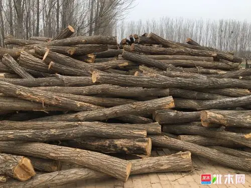 售14至17小槐木,小榆木 - 批木网