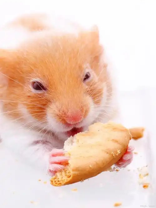 仓鼠吃什么粮食?仓鼠饮食秘籍:打造均衡饮食,让仓鼠茁壮成长