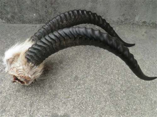 羚羊角的功效与作用