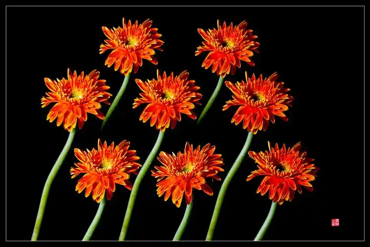 多重曝光----拍花