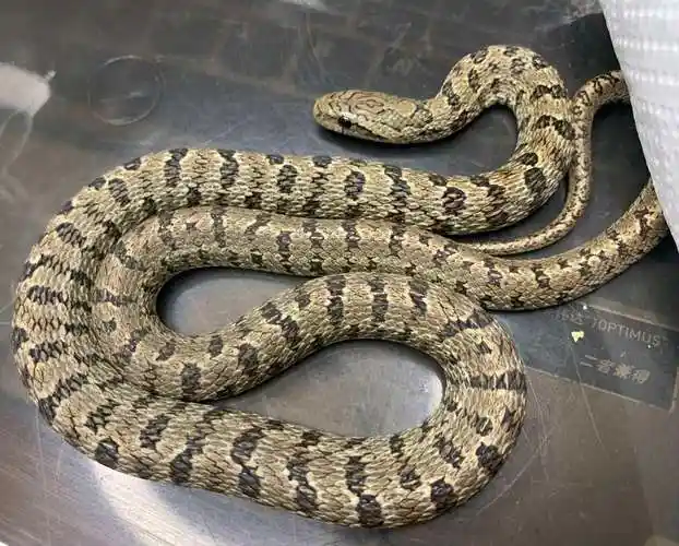 白条锦蛇生活于平原,丘陵或山区,草原,栖于田野,坟