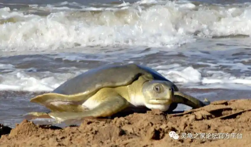 平背海龟平背龟澳大利亚特有的海龟