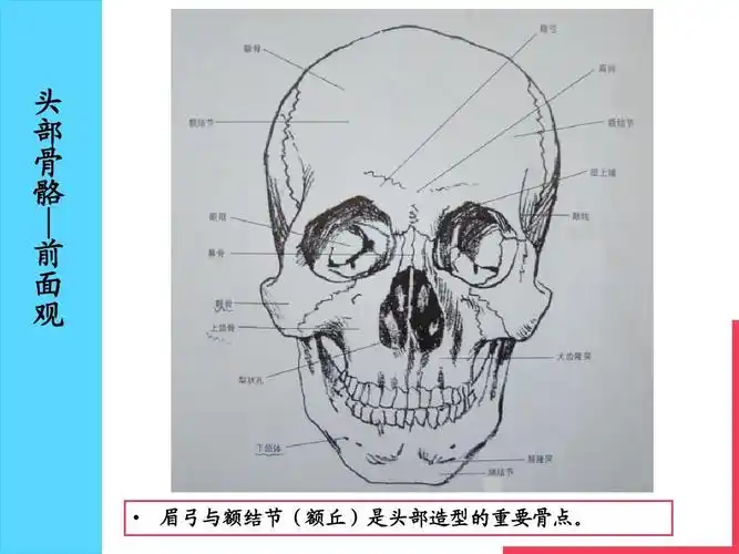 艺用人体解剖学-头部,躯干ppt