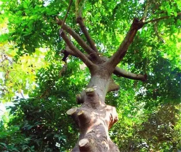 世界上毒性最强的树,毒性之猛烈令人避之不及,独特的见血封喉树