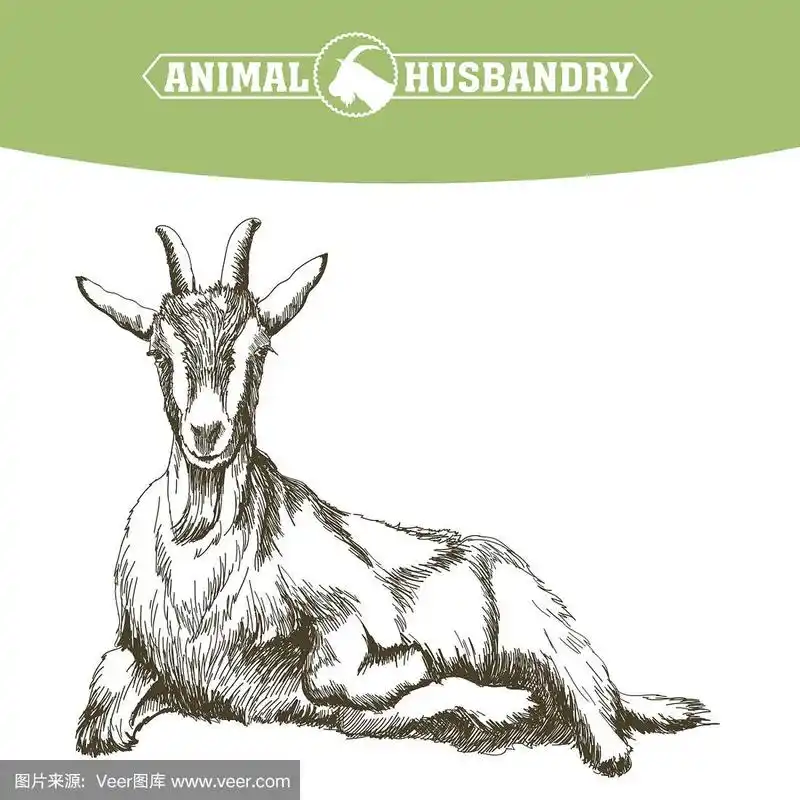 手绘山羊素描.牲畜.动物吃草
