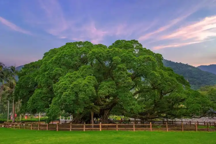 福州国家森林公园内的一棵"榕树王",树龄近千年,可容纳千人于树下