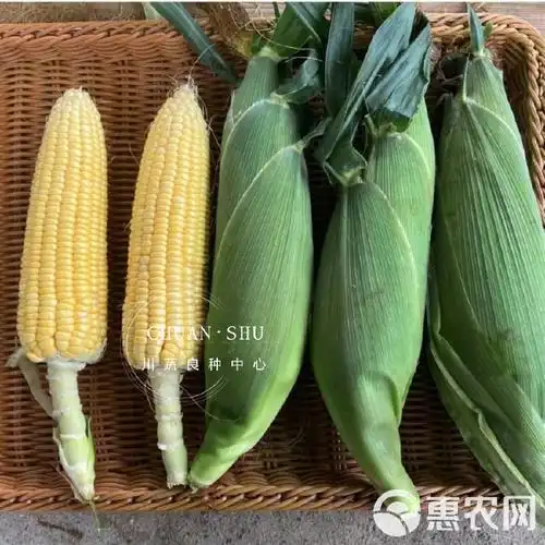 太阳花6号玉米种子泰系水果玉米种子甜玉米种子太阳花水果玉米种