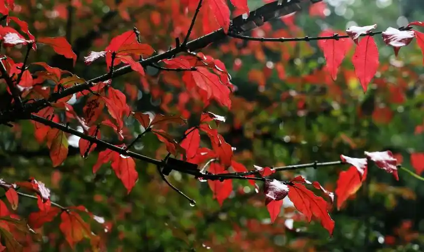 雨中的红叶