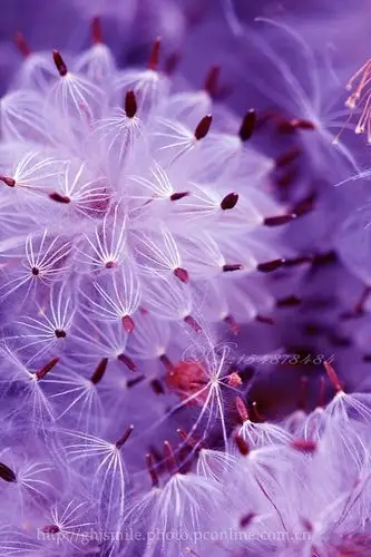 天外飞仙-蒲公英