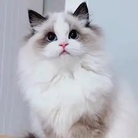 纯种布偶猫幼猫蓝双海双色血统宠物猫舍长毛布偶幼崽仙女猫咪活物