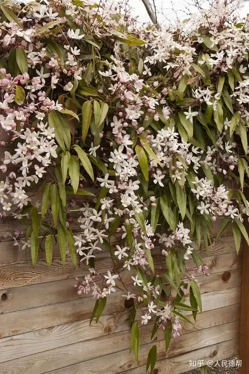 貌美有香味的小铁铁线莲苹果花