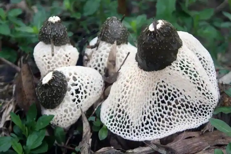 各路大"菌",雨季云南的美食之光 - 启示号