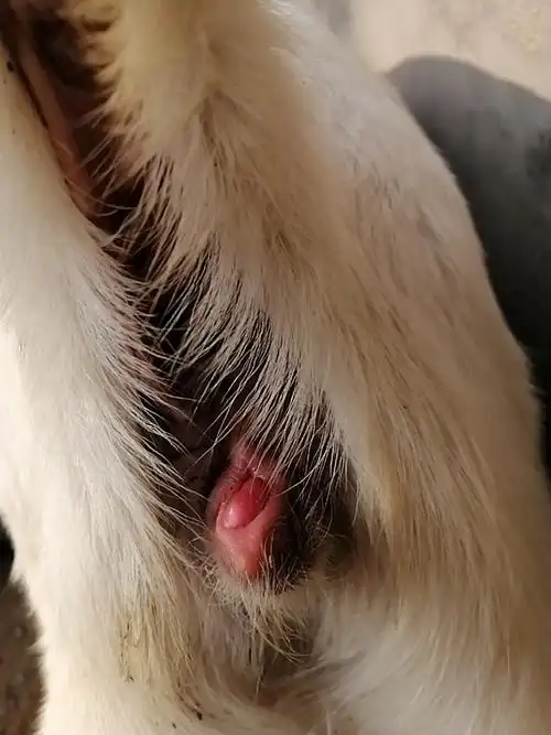 老师好小母羊尿道口长疙瘩阴部外能看到怎么回事呢