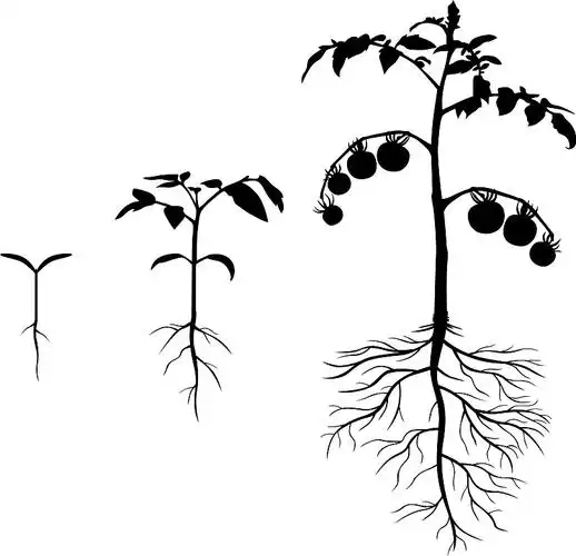 一组剪影西红柿植物图片
