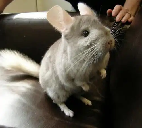 龙猫这个可爱的小东西,彻底治愈了我对老鼠的恐惧,养一只吗