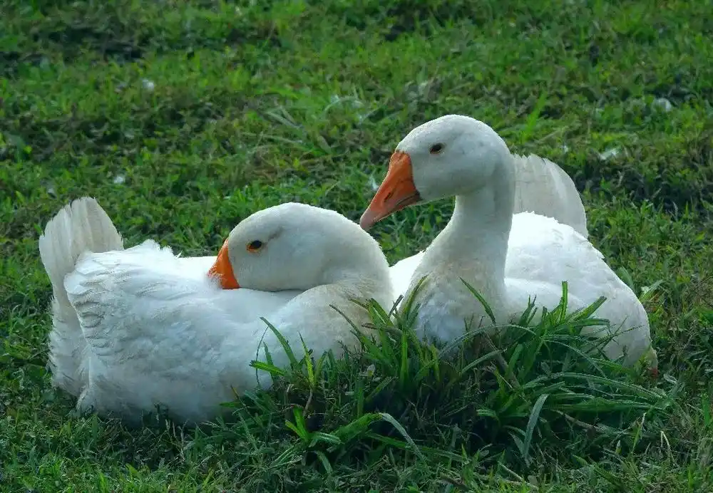 形影相依,画面唯美,楚楚动人,大自然精灵  #青草肥鸭@d0 - 抖音