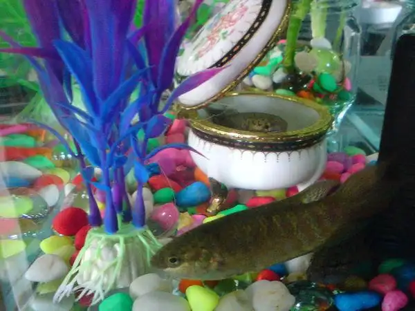 兔子鱼,天堂鱼等等,龙岩人叫"呯朋",也叫"三斑",客家话叫"庞皮婆","