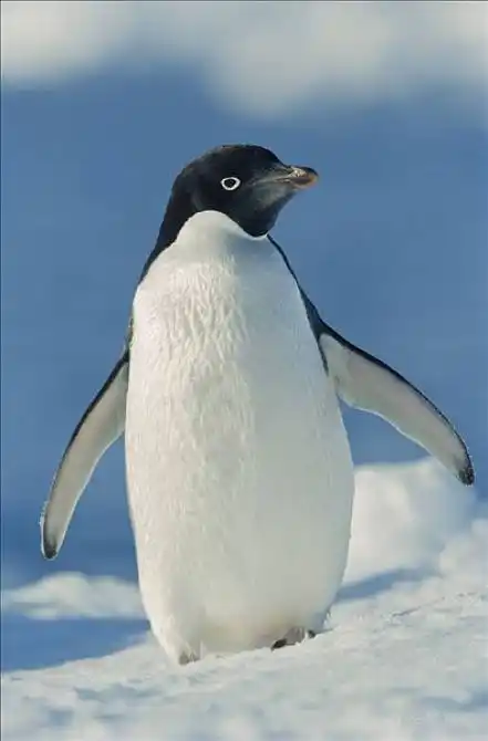 阿德利企鹅图片_阿德利企鹅图片素材_阿德利企鹅图片大全_阿德利企鹅