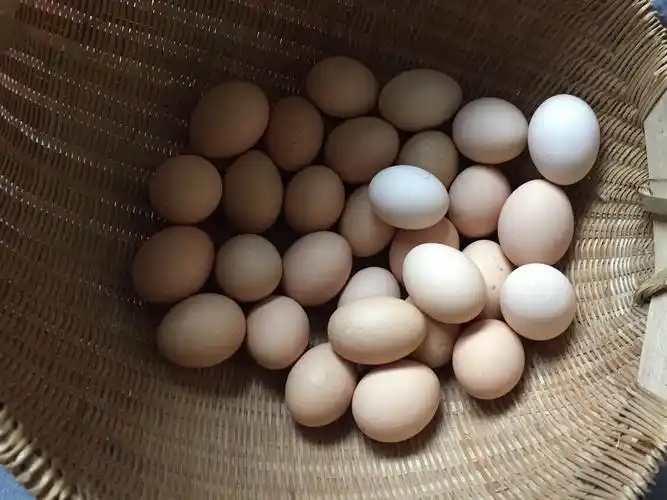 家养黑鸡蛋,个大味美