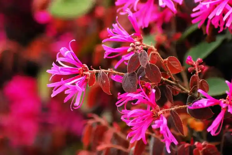 红继木:红继木防虫方法,红继木园林应用