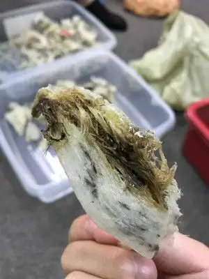 原产燕窝图片大全