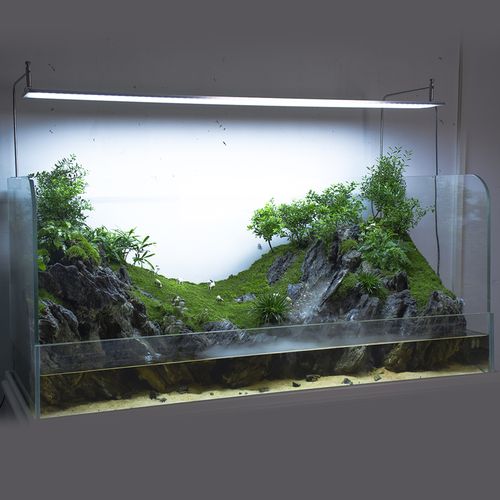 水陆成品生态造景雨林水草景观中小型水族鱼缸生态瓶