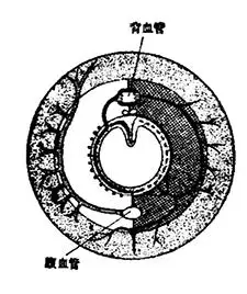 为什么蚯蚓被切成两段后能再生