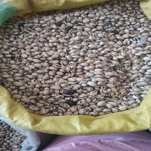 种子特大豆角四季豆种籽花种荷兰豆籽种