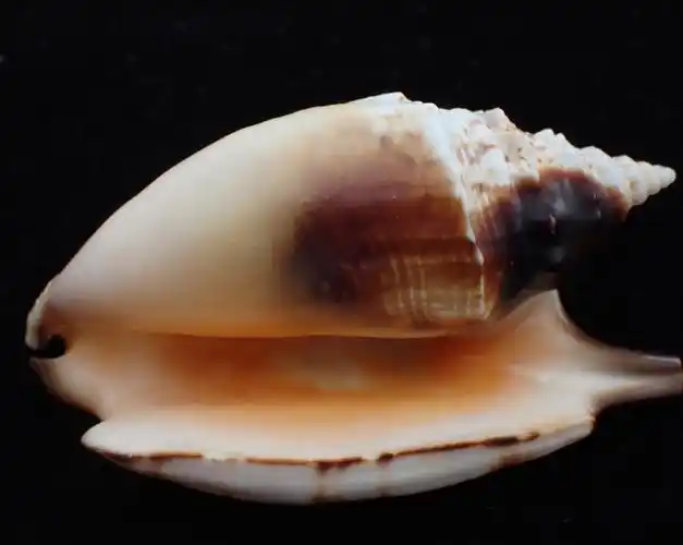 黑口凤凰螺,黑口金袖凤凰螺_凤凰螺_海螺_海生物_海富瑜