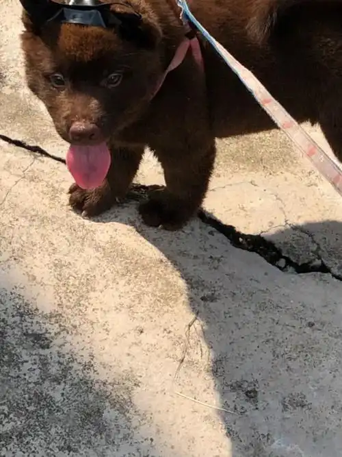 山牛红不一样的田园犬