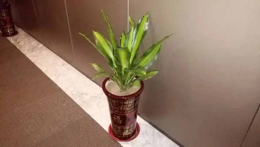 青云直上,怕水,耐旱,耐荫,怕冻.夏季2周冬季1月