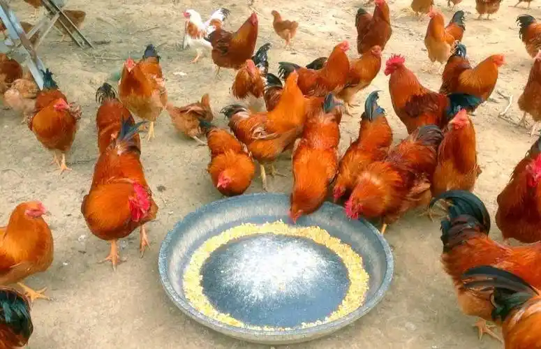 让人回味无穷的阳山鸡你吃过哪一道