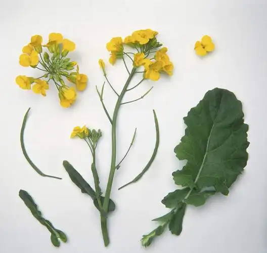 无人,横图,俯视,室内,特写,白天,白色背景,叶子,许多,阴影,盛开,反射