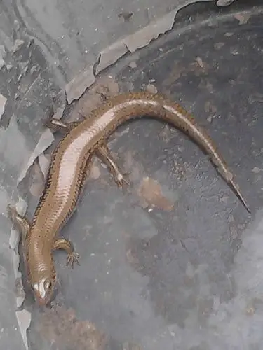 请问这属于什么蜥蜴(四脚蛇)怎么喂养,都吃些什么.