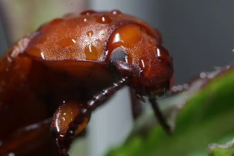 面包虫的成虫微距