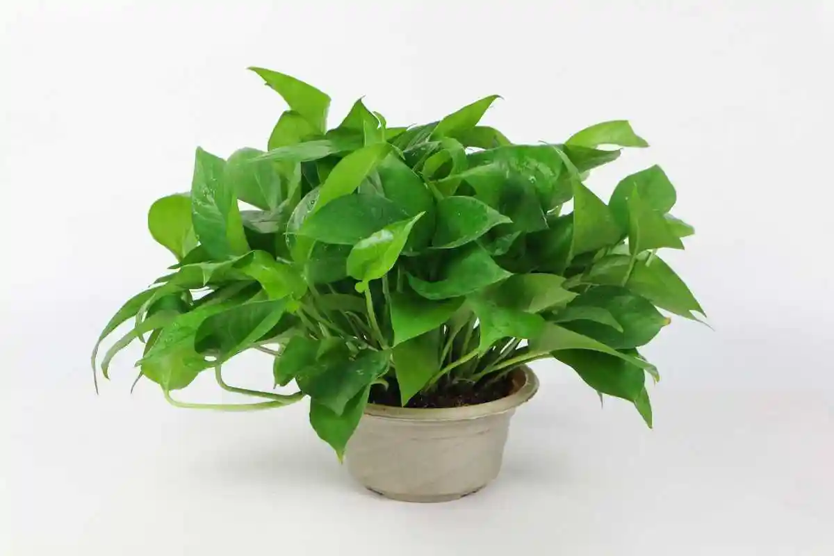 绿罗兰养护技巧,让你的植物更加旺盛!