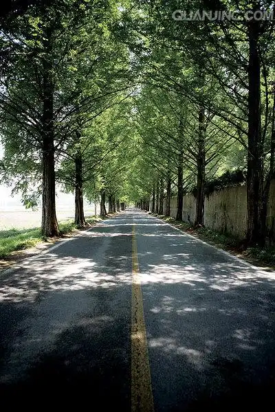 标签:沿途有树的道路