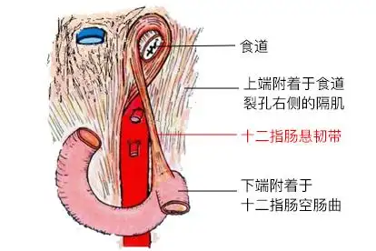 十二指肠悬韧带位置图片
