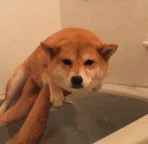 为什么喜欢柴犬?看看这些表情你就明白了