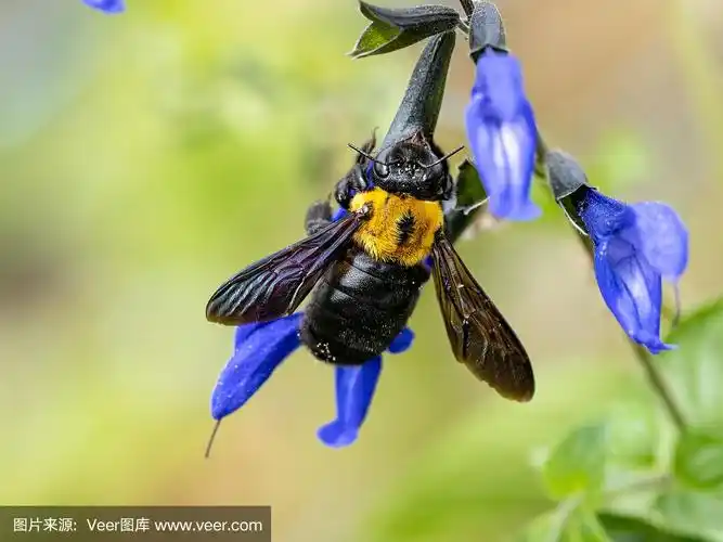 木蜂,日本,鼠尾草,紫鼠尾草,动物
