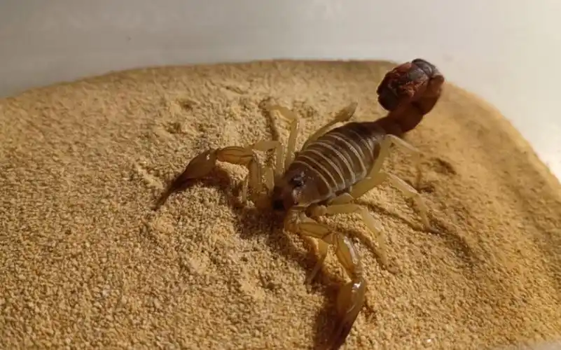 野货黄肥尾蝎展示