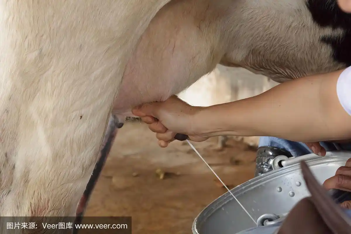 工人们正在挤牛奶