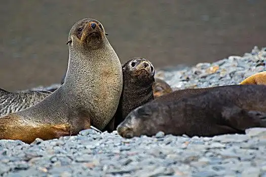 南乔治亚,南极软毛海豹,毛海狮,幼仔,靠近
