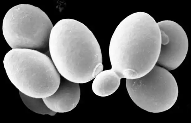 酵母菌的孢子 来源:百度