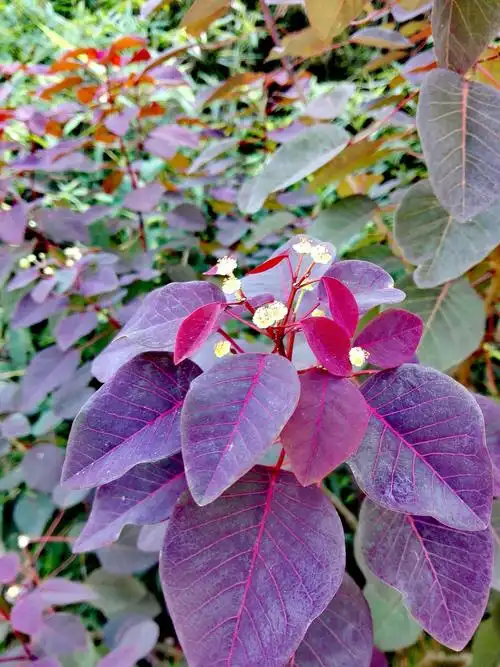 行走在城市森林里