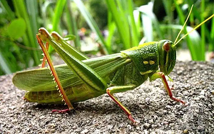 农村长大的孩子都知道,蝗虫(蚂蚱)是难得的美味,可以烧烤,油煎,油炸来