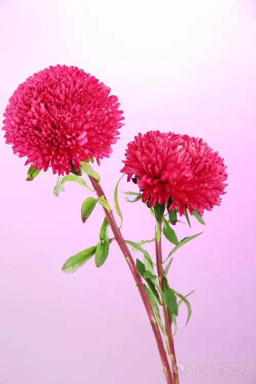 美丽翠菊鲜花的粉红色背景